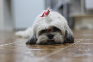 petz-petz3-fusao-cobasi-acoes-alta