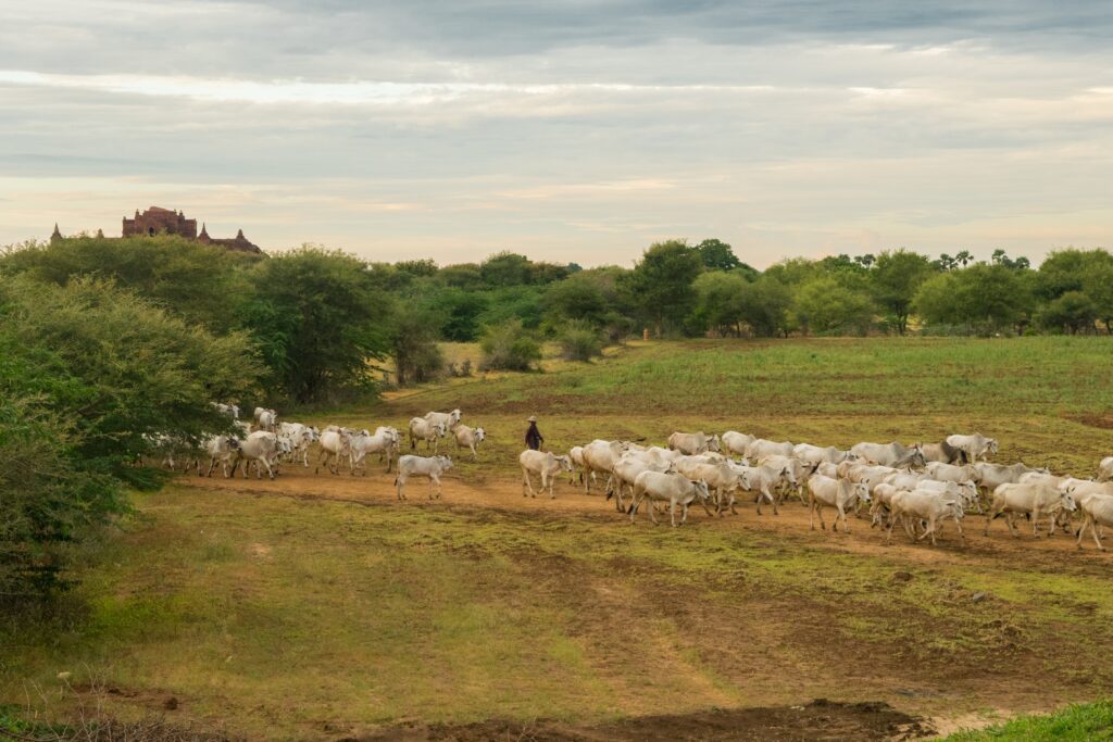 brasilagro-agro3-btg-analisa-venda-de-fazenda-preferencia-por-141-milhões